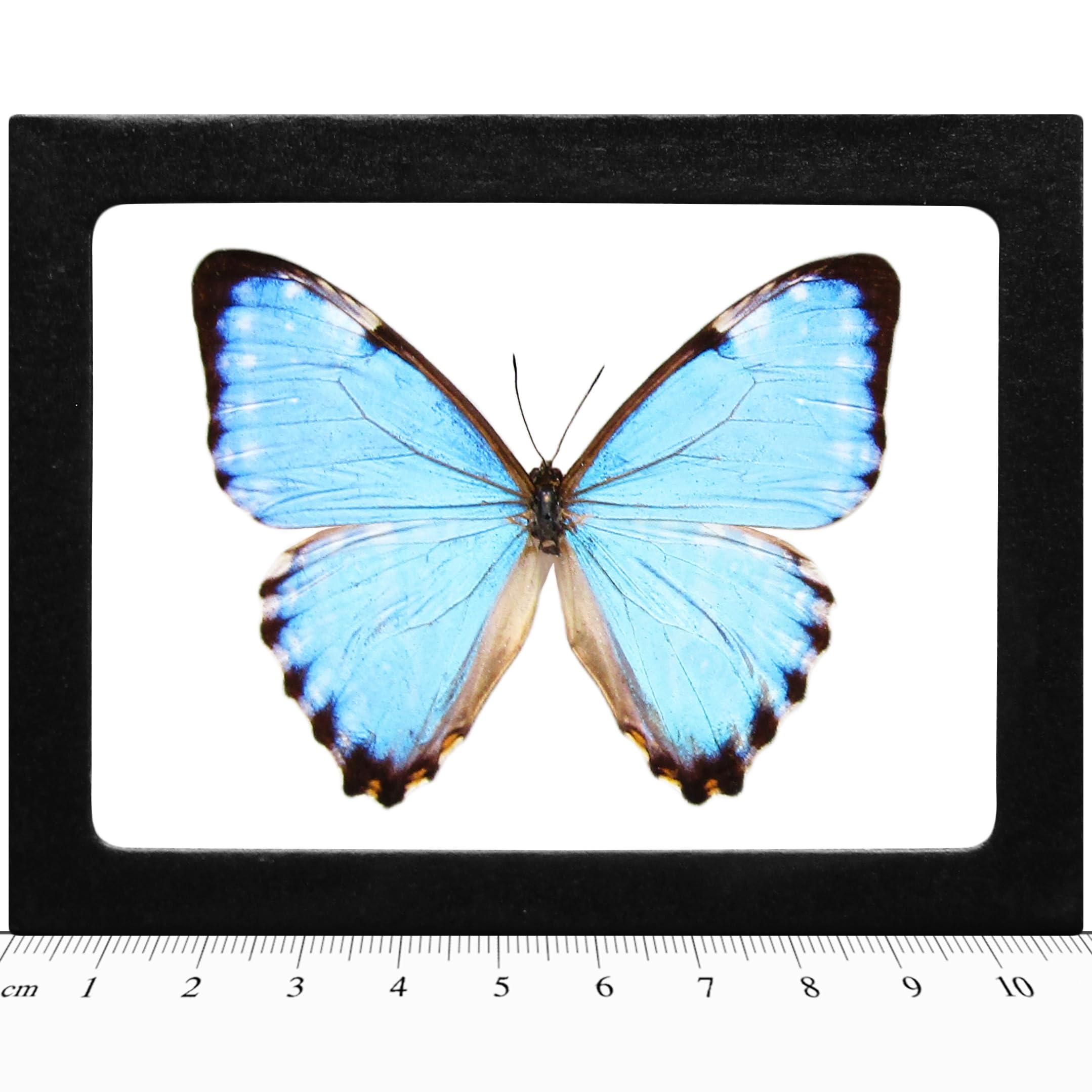BicBugs REAL FRAMED BUTTERFLY BLUE MORPHO PORTIS