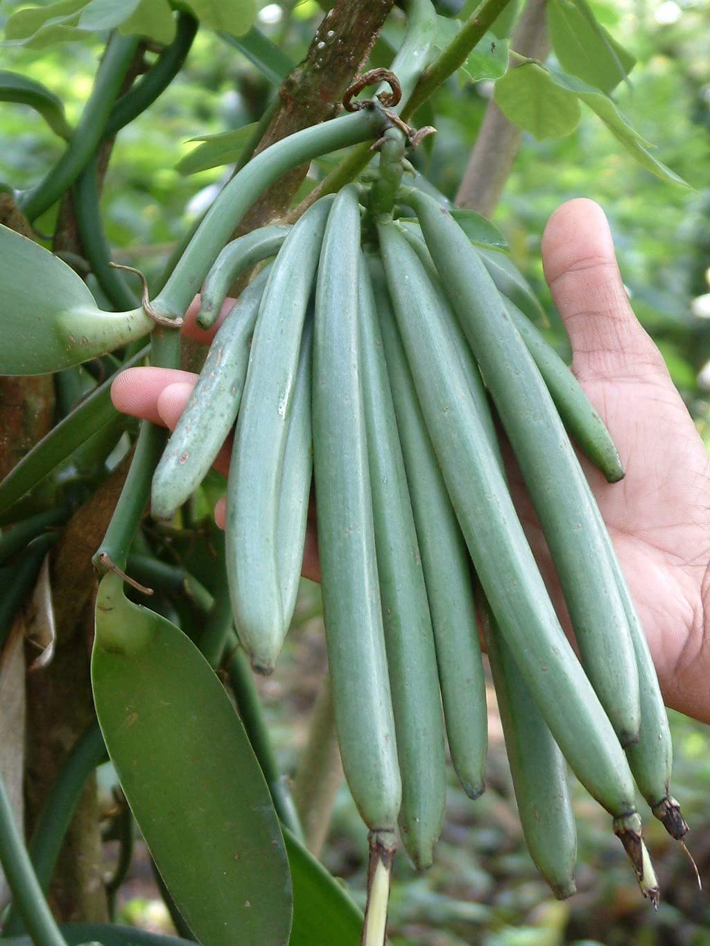Creative Farmer Rare Vanilla Live Plant (Vanilla Planifolia) Second Most Expensive Spice - 1 Rooted Vine (1 In Polybag) Herbal Plants For Home Garden Vanila (Healthy Plant) (B09HCR9798) Amazon Price History, Amazon Price Tracker