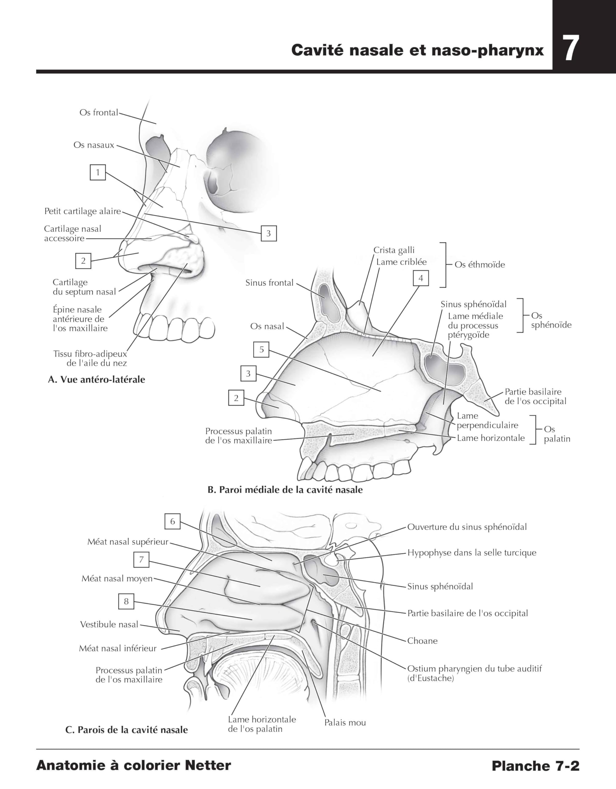 Anatomie à colorier Netter