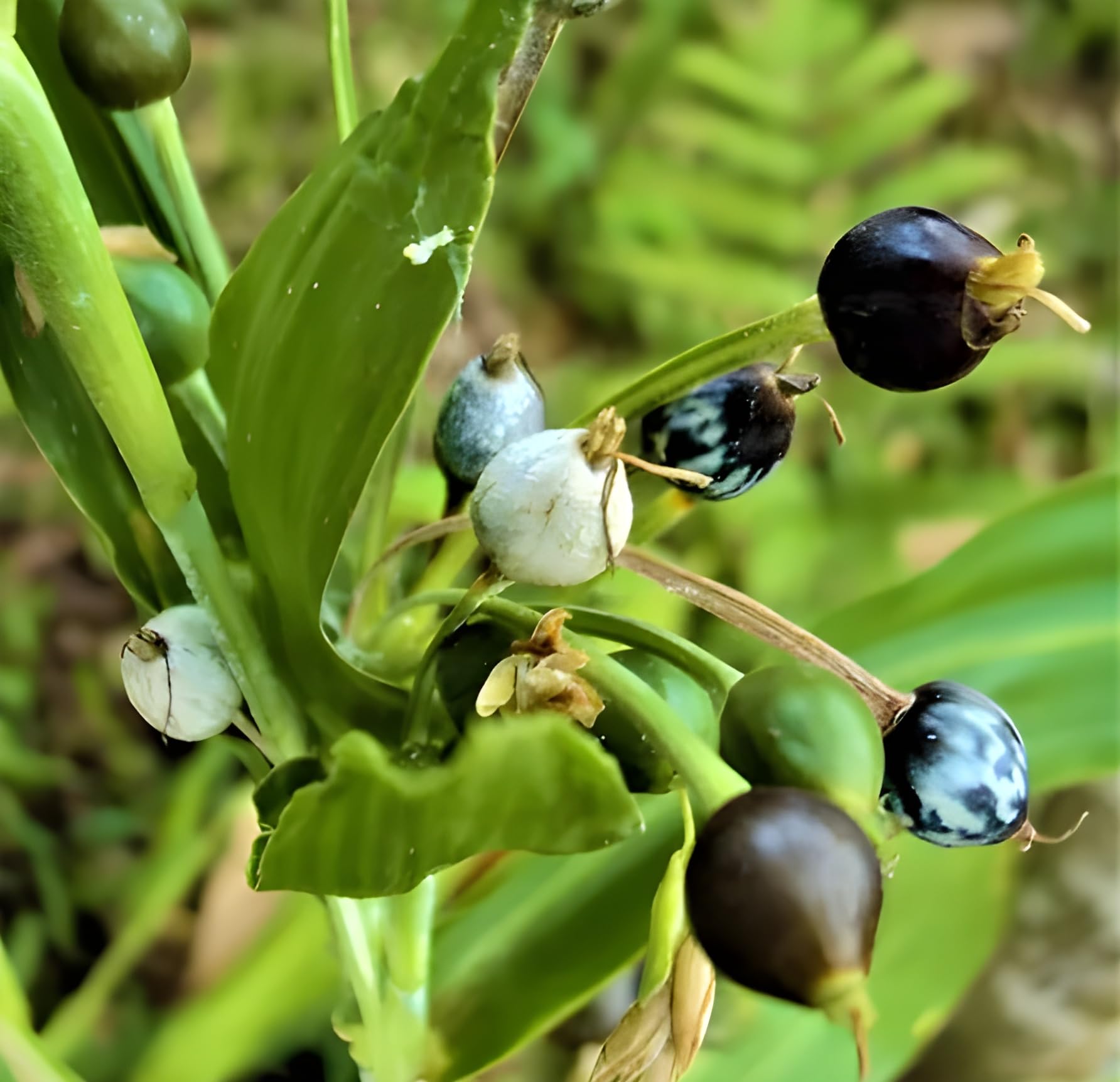Green view Vaijayanti White Flower Plant, Vaijayanti Mala Plant For Gardening, Mala, Garland Etc.(1 Plant) (B0CKN1R3BZ) Amazon Price History, Amazon Price Tracker