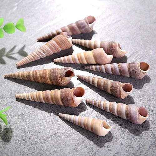 Miniatura 4 de 50 unidades de conchas marinas medianas naturales para pecera, decoración del hogar, fiesta temática de playa, decoración de boda, manualidades de