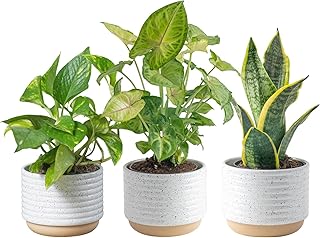 Costa Farms Live Indoor Plants in Decorative Pots, Easy to Maintain, Air...