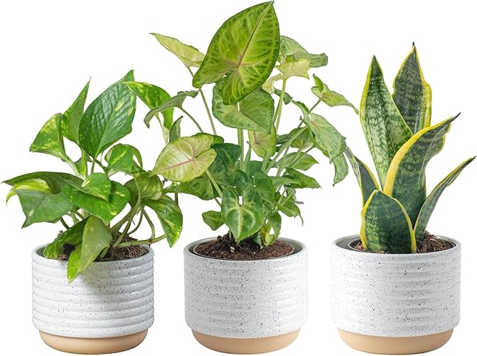 Costa Farms Live Indoor Plants in Decorative Pots, Easy to Maintain, Air Purifying Houseplants, Assorted Varieties, Room or Home Decor, House Warming Gift, 8-12 Inches Tall, Pack of 3 - Small (8-10 Inches Tall) - Clean Air Plants - Indoor Garden Plant Pot (Pack of 3)