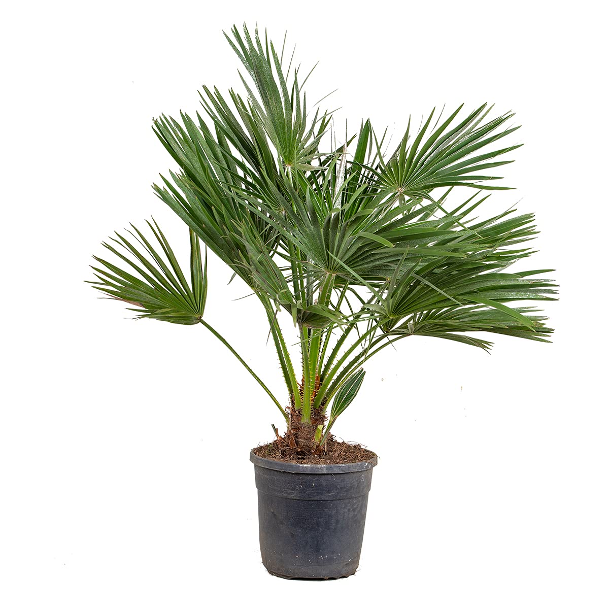 Bloomique - Chamaerops Humilis - Palmier nain européen - Palmier rustique - Plantes de jardin - Hauteur 80-100 cm - Pot 24 cm