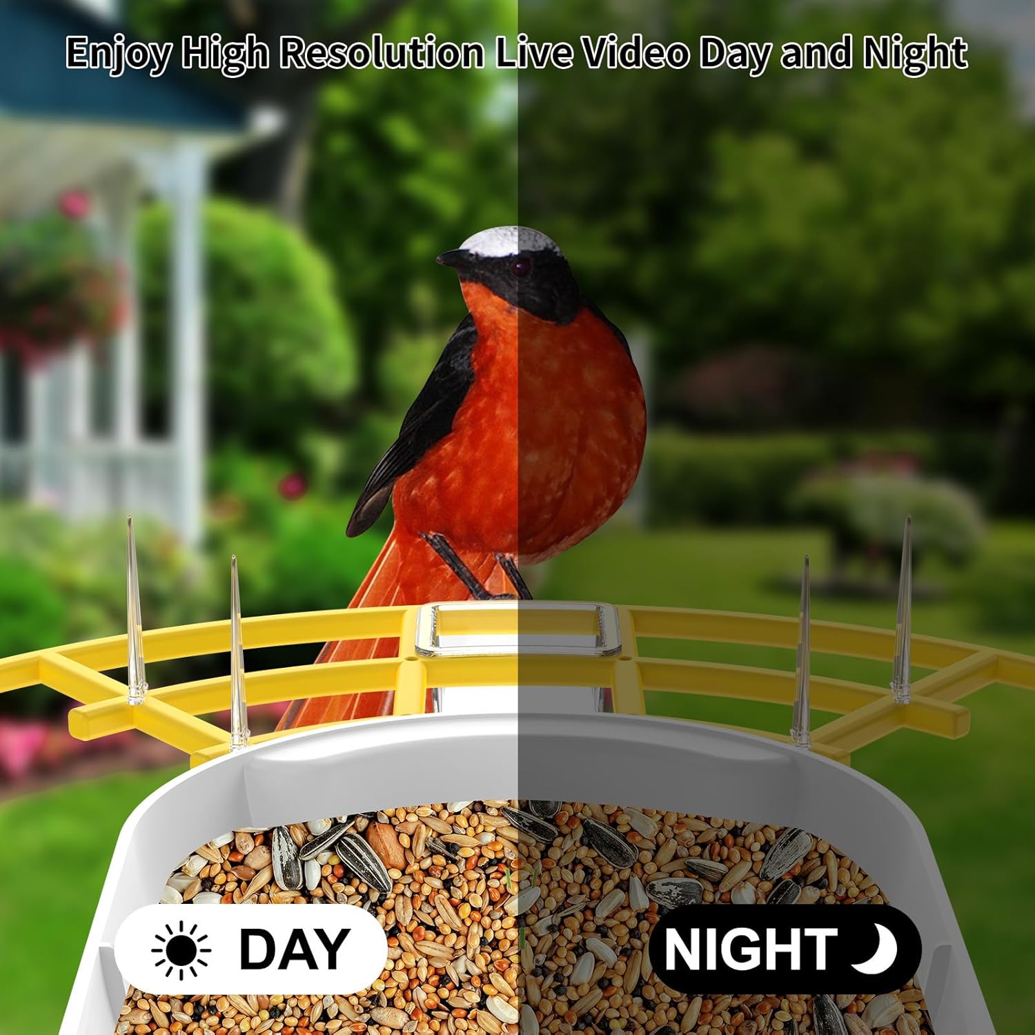 Comparison of day and night vision on the bird feeder camera, showing a bird clearly visible in both conditions.
