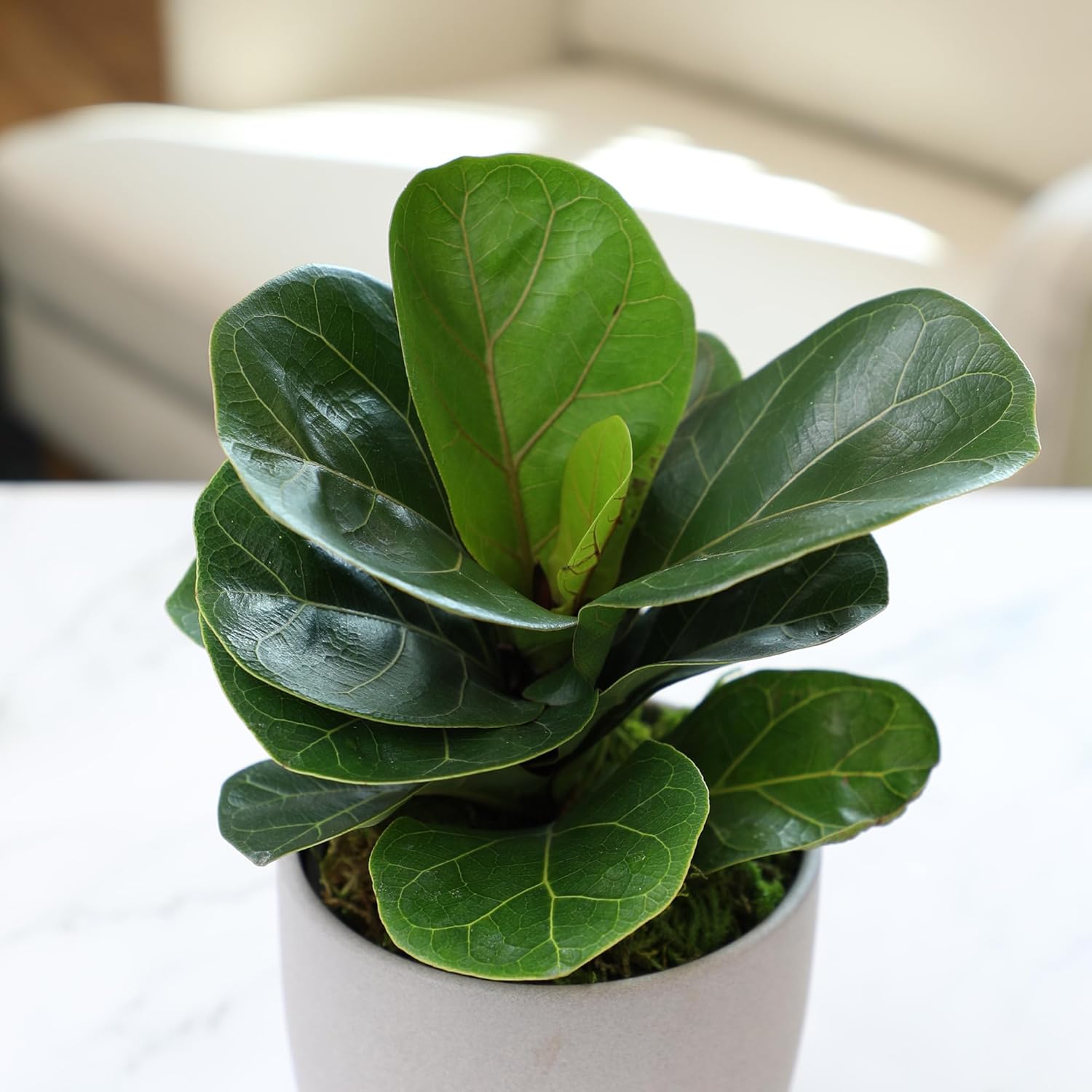 Altman Plants Deluxe Houseplants (3 Pack), Assorted Popular Live Indoor Plant Varieties, Easy Plant Care, 4.25 in Pots