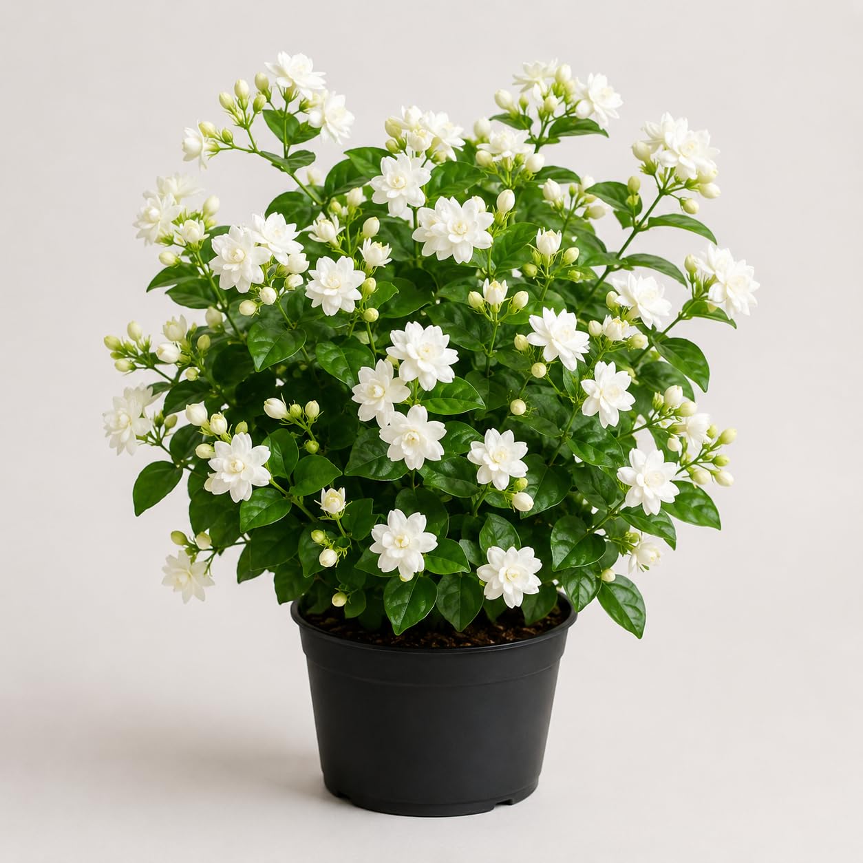 新品未開封7インチ Jasmine Kara I Like It White Mogra Jasmine Live Plant With 3 Inch Pot | Arabian Jasmine