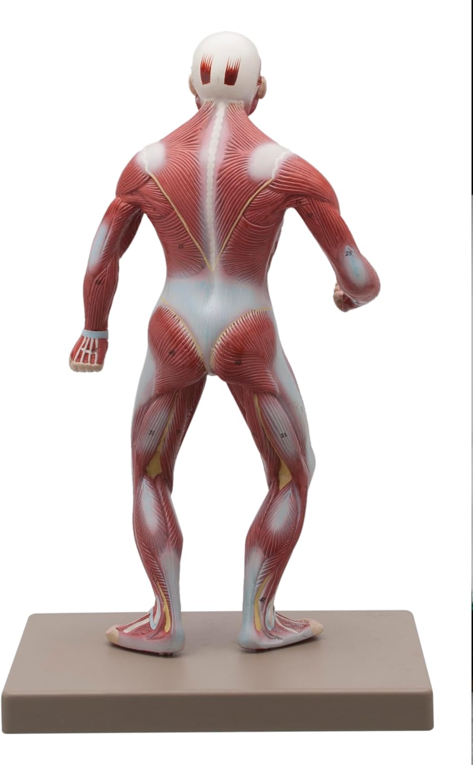 Eisco Labs Human Muscular Body Anatomical Model, 1/4 Life Size, Approx. 18" Tall