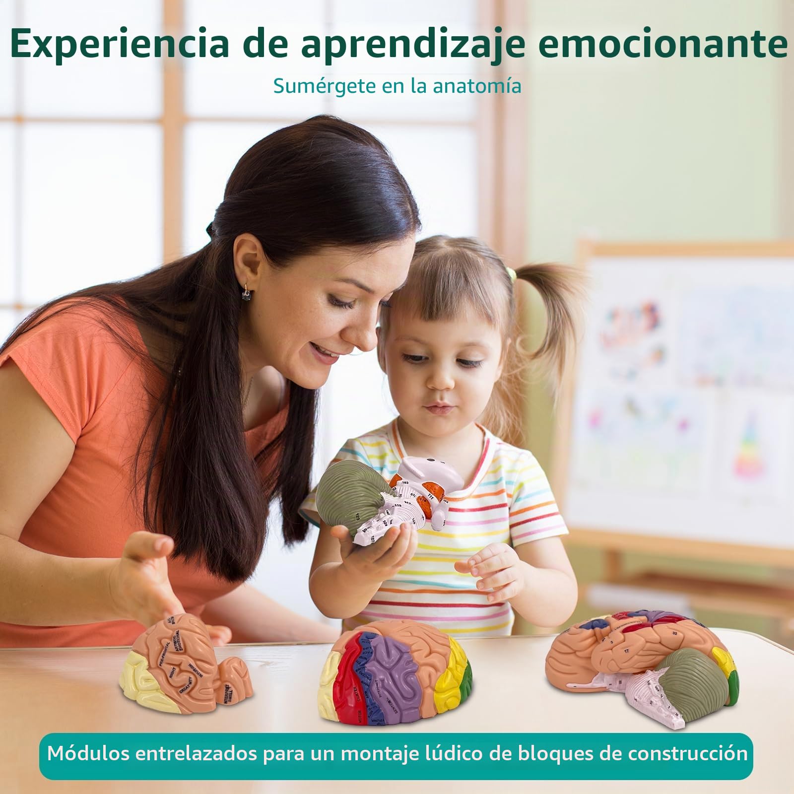 Modelo Anatómico del Cerebro Humano, Modelo de Cerebro 2X Ampliado en PVC, Cerebro Maqueta Médico, Desmontable en 4 Partes, para Enseñanza Formación Presentación Neurociencia Escuelas Hospitales