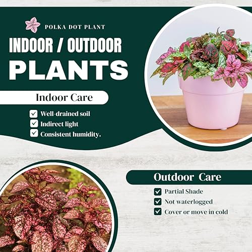 Miniatura 7 de Colección de Plantas de Puntos (paquete de 4) - Plantas de Interior Vivas, Plantas de Interior que Purifican el Aire, (Rojo, Blanco, Rosa y Rosado)