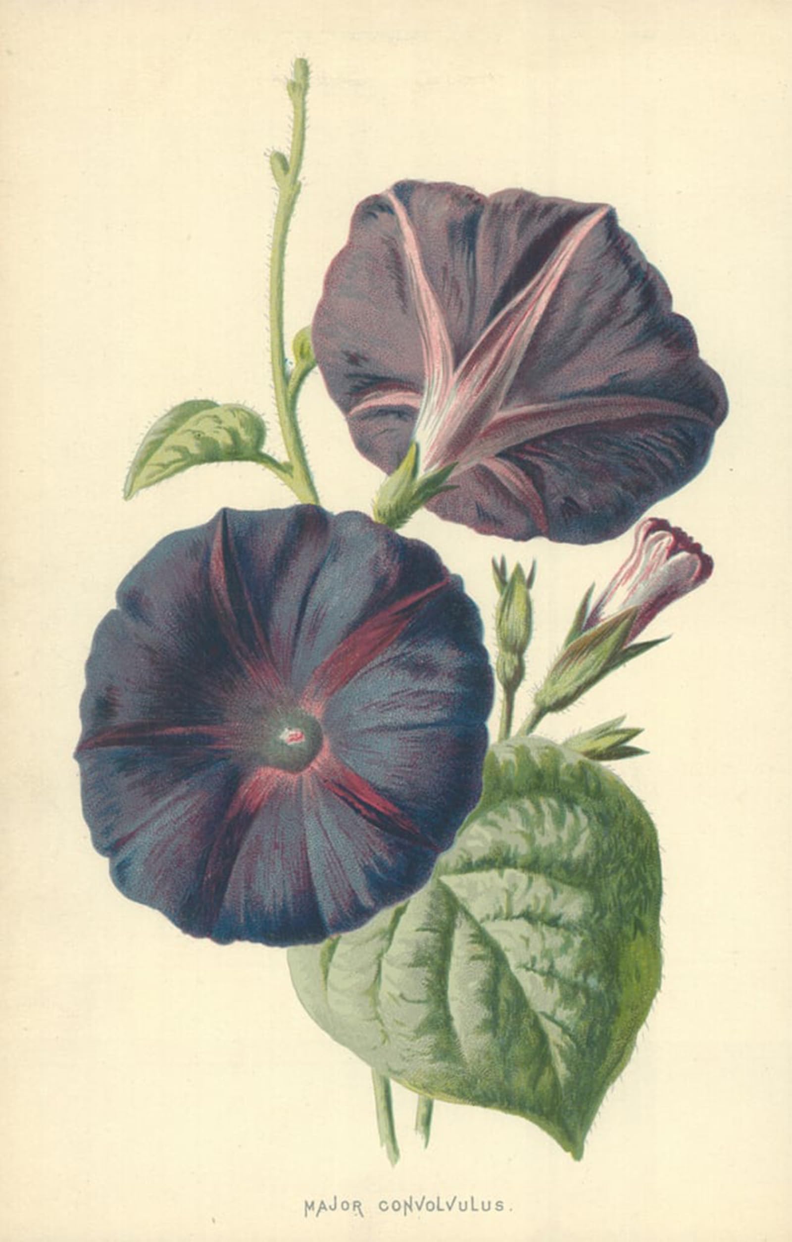 ARTXLXXBN Famous Painting Canvas Artwork Graffiti Print Major Convolvulus by Frederick Edward Hulme Portrait Canvas Image for Home Decor 60x90cm