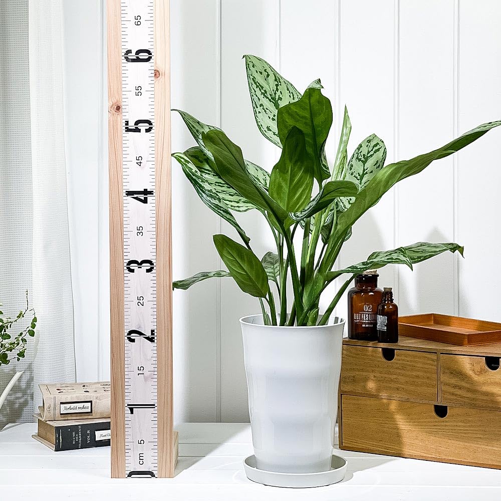 Amazon｜PLANCHU 観葉植物 アグラオネマ シルバークイーン 6号鉢