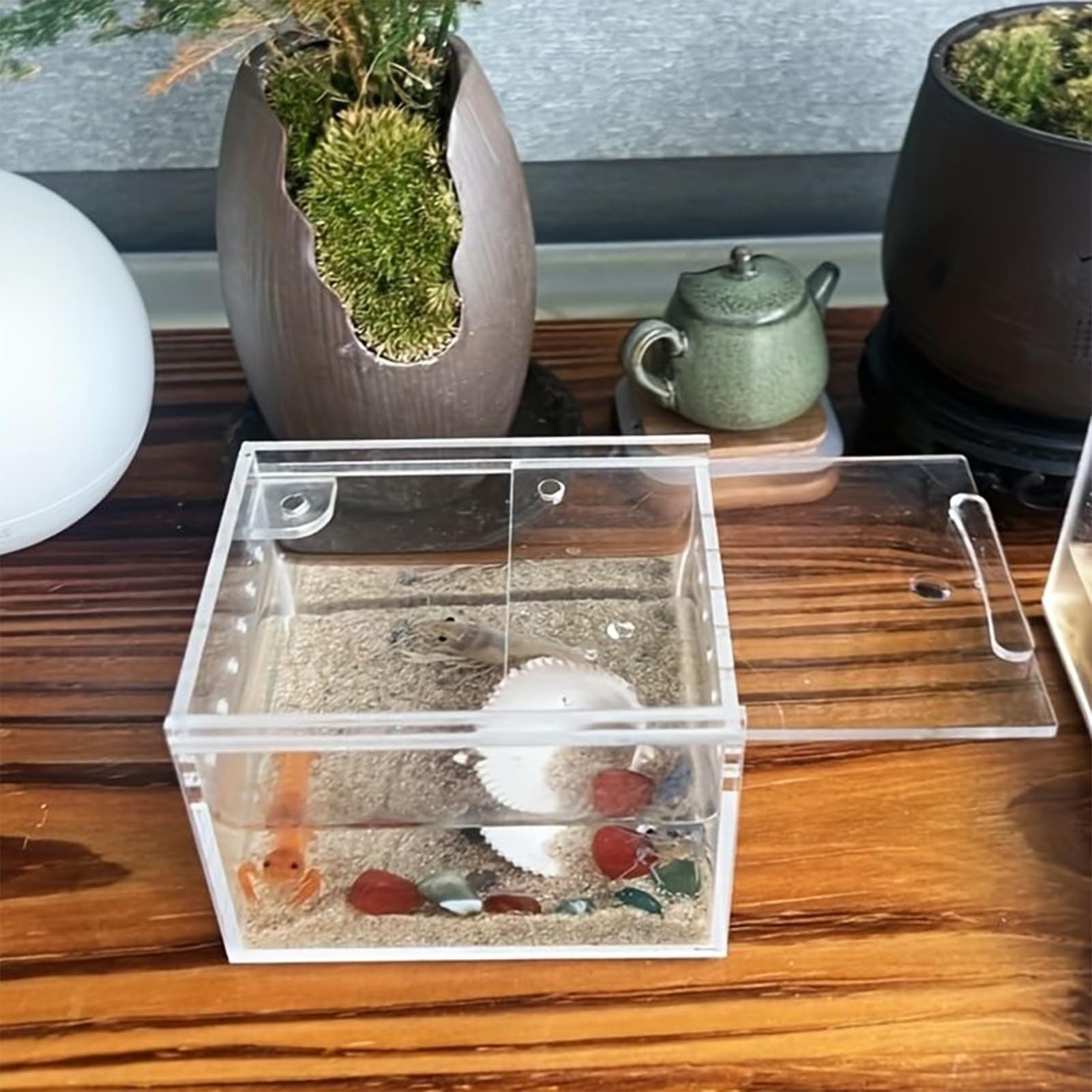 Hábitat para Araña Saltarina,Recipiente Transparente para Crianza y Alimentación | Recinto Para Serpientes de Acrílico | Para Reptiles Lagartija Serpiente Tortuga Rana Gecko Ermitaño y Contenedor para — view 8