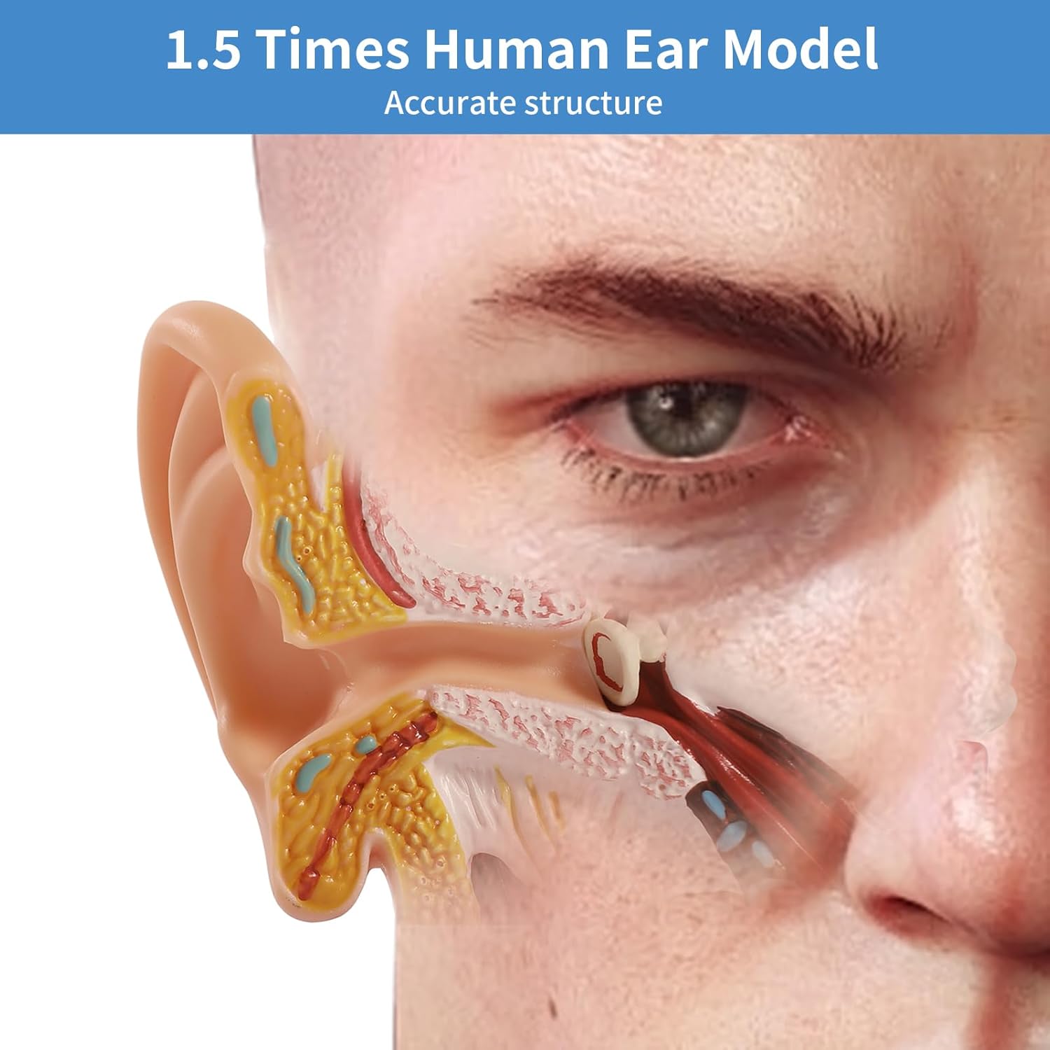 SFXYJ Ear Model 1.5X Enlarged Human, Ear Anatomy Model Outer Middle Inner Ear Model Professional PVC for Science Classroom Medical Anatomy and Physiology Study Teaching