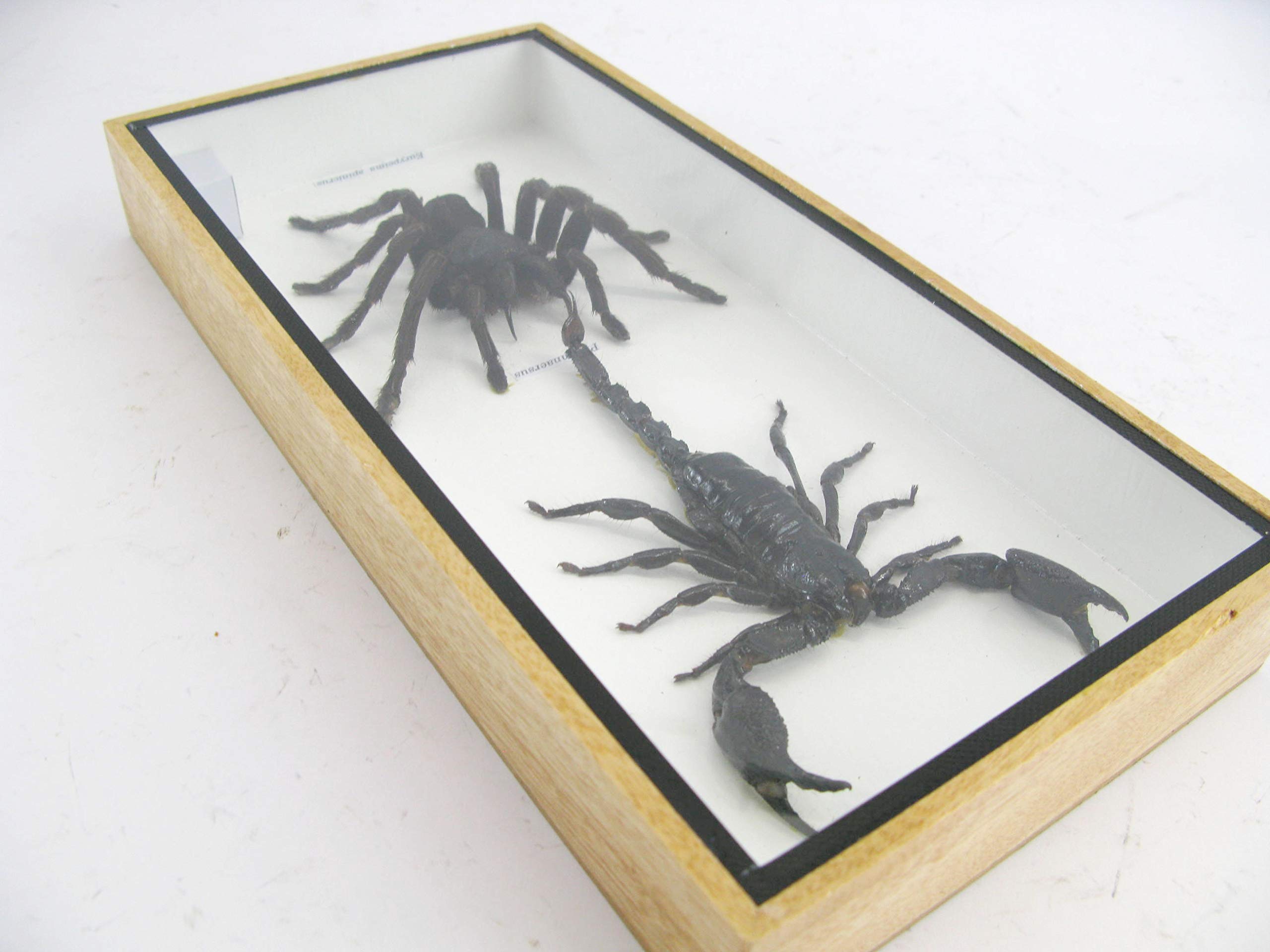 Asiahouse24 – Véritables Insectes Géants En Vitrine 3D Bois, Tarentule, Scorpion, Coléoptère, Centipède, XXL, Collection Musée