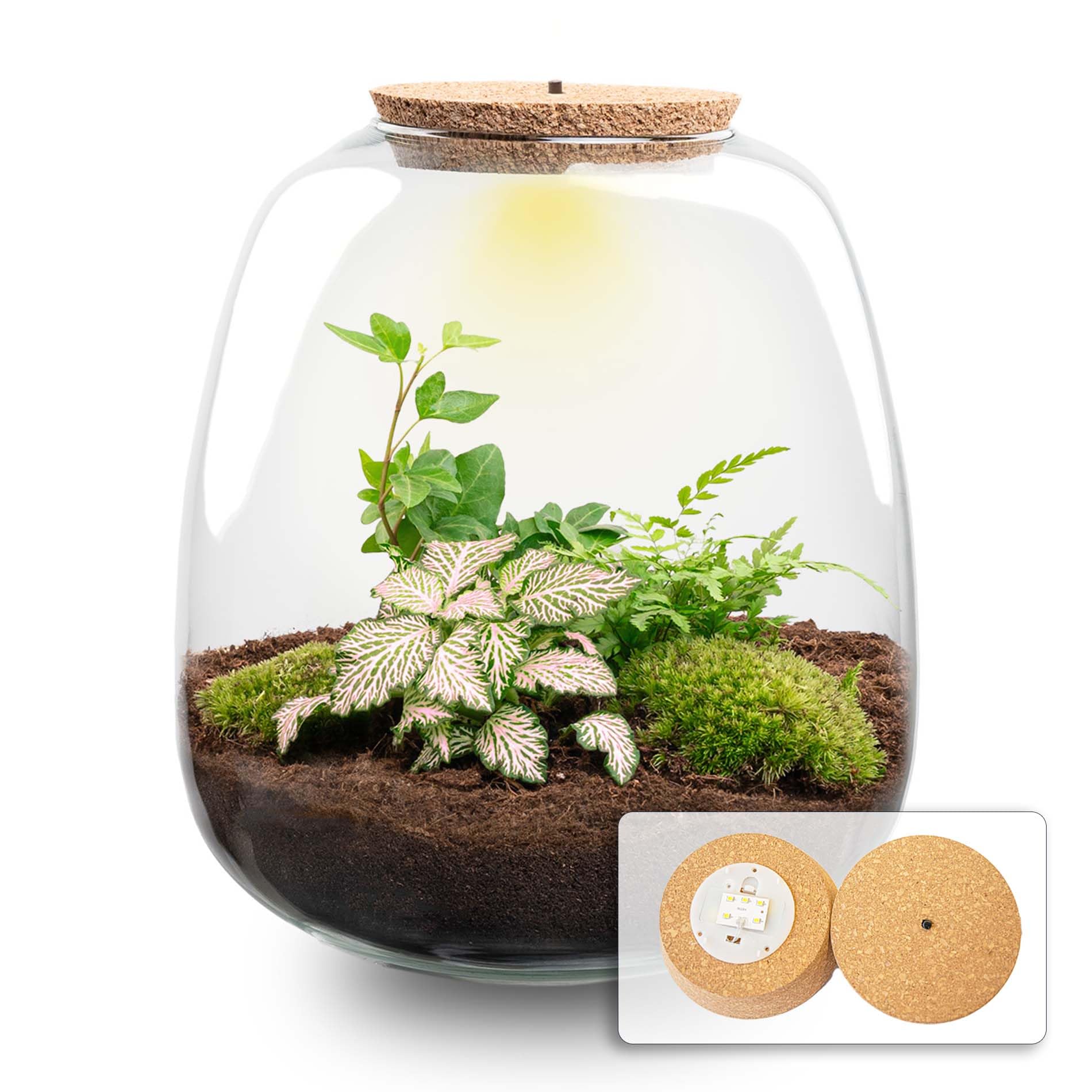 urbanjngl - Emma - Hedera Pink - Flaschengarten mit Licht - DIY Terrarium mit Pflanzen im Glas - Ø 23 cm ↑ 25 cm