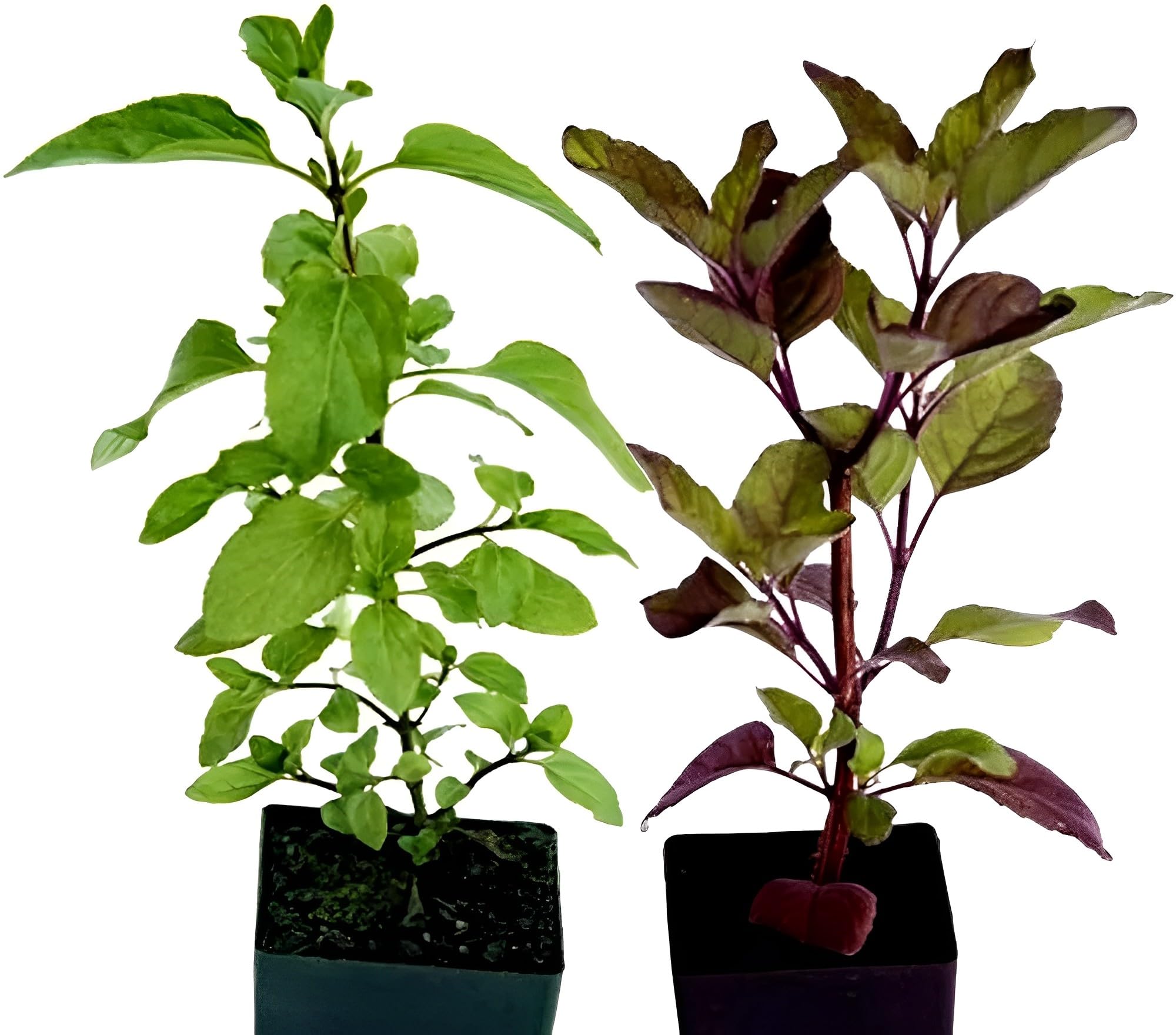 GrowHeaven Live Tulsi Black, Green Plant | Good Luck TulsiPlant | Tulsi plant indoor live plant| Tulsi plant with pot | Indoor plants for living room | indoor plant | Tulsi plant Podha (Pack Of 2) (B0CWDWL443) Amazon Price History, Amazon Price Tracker