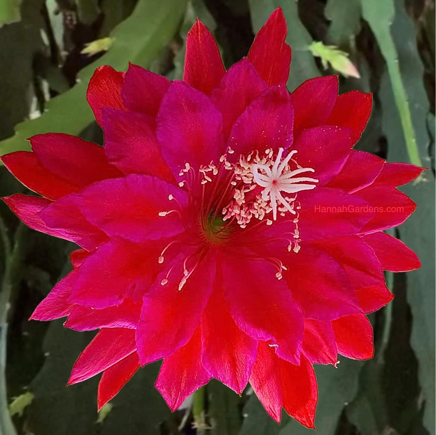 Epiphyllum Orchird Cactus German Empress - 1 cutting 6-8"