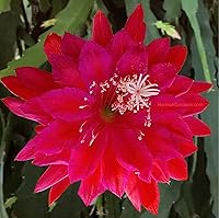 Vista 8 de Epiphyllum Orchird Cactus (Super Rare Clarity Abraxas)