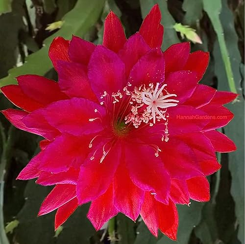 Miniatura 8 de Epiphyllum Orchird Cactus (Super Rare Clarity Abraxas)