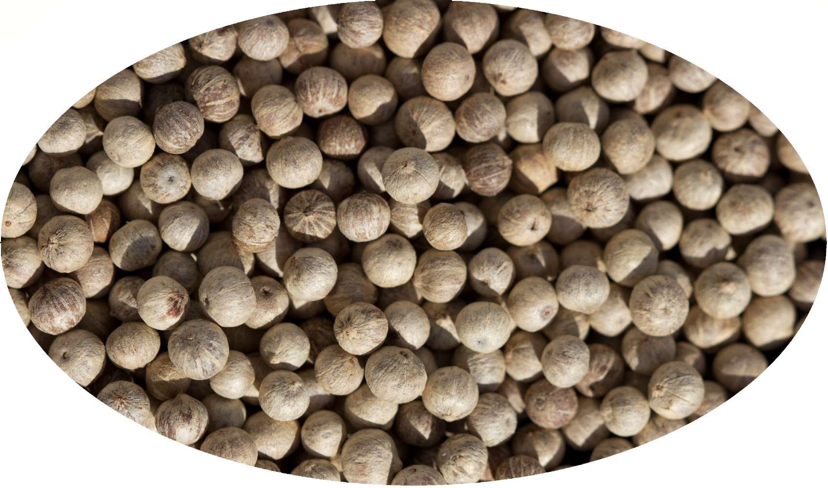 Eder Gewürze - Poivre de Kampot blanc - 1kg