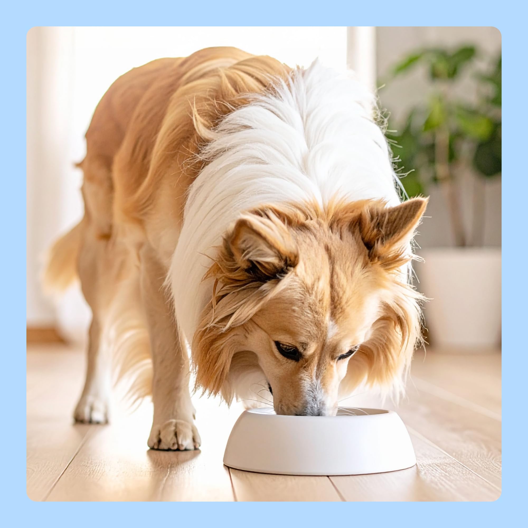 by Amazon, Cibo umido per cani, bocconcini di manzo in salsa, 6 x 1,24 kg