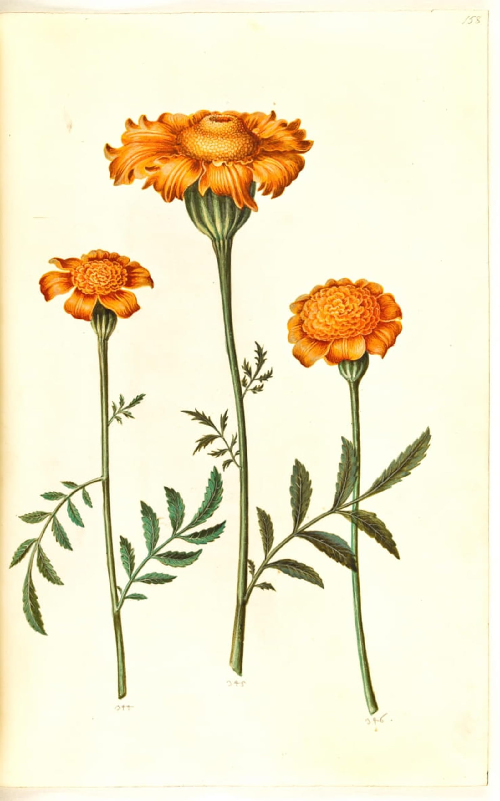 SERENDIPITP Aesthetic Poster Photo Wall Print Retro Picture Tagetes Patula by Hans Simon Holtzbecker Modern Wall Artwork for Home Decor 60x90cm