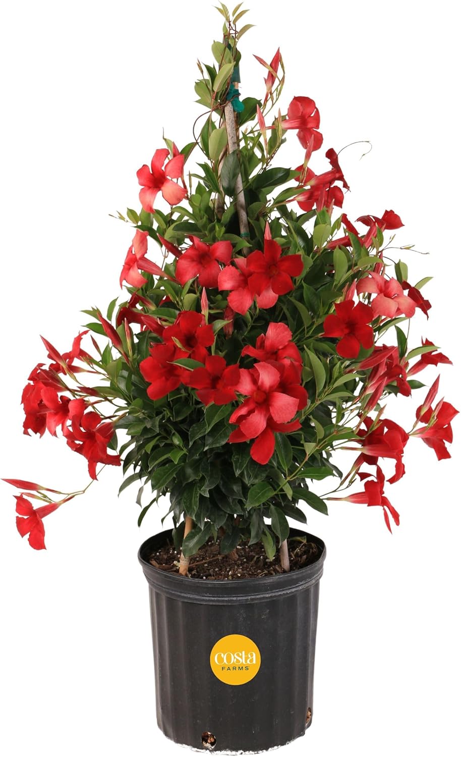 Costa Farms Mandevilla Teepee Live Plant - 30" flowering vine
