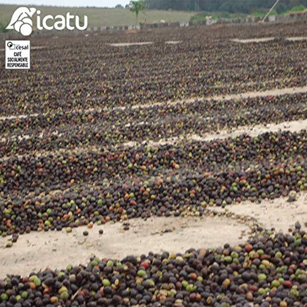 CAFES GUILIS DESDE 1928 AMANTES DEL CAFÉ - Caffè Brasiliano in Grani Arabica Tostatura Artigianale Azienda Icatu Minas Gerais 2 Kg