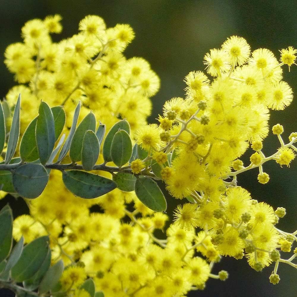 新品種アカシア「ゴールドチップ」7号鉢130cm大株 新品種アカシア「ゴールドチップ」7号鉢130cm大株 新品種アカシア