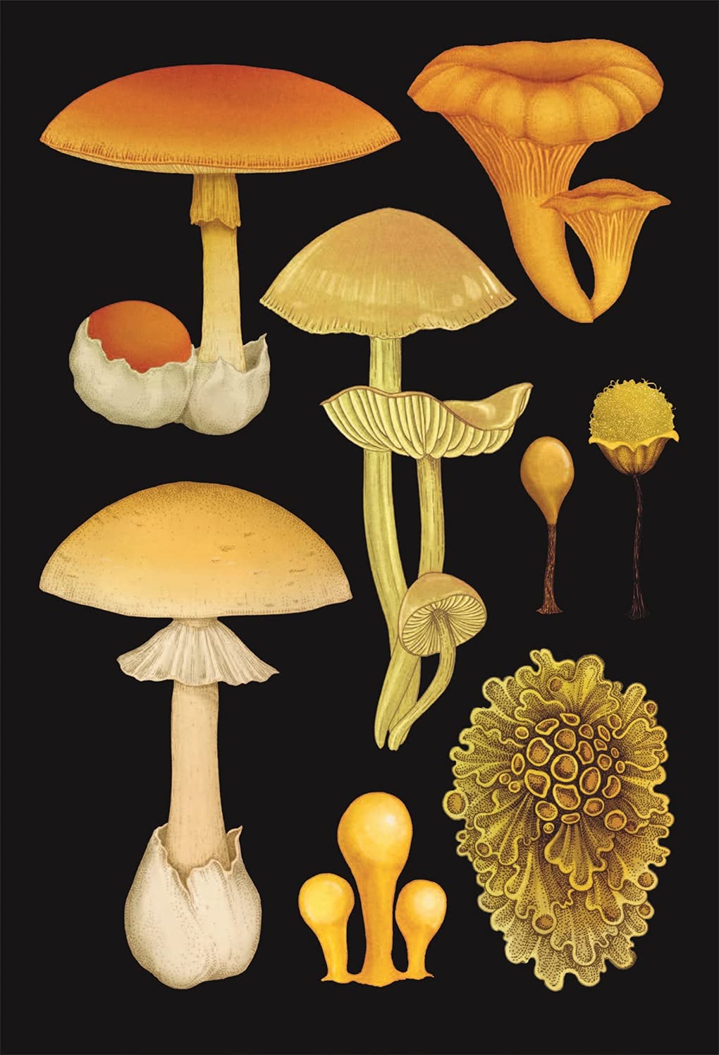 Fungarium Postcards by Katie Scott