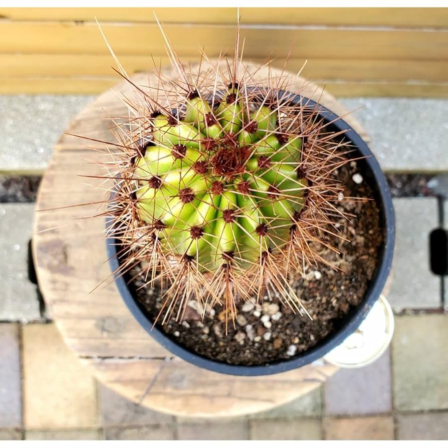 Amazon.co.jp: 巨大柱サボテンステノケレウス属大王閣(5号鉢）高