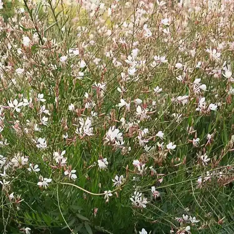 Gaura lindheimeri ‘Whirling Butterflies’ | Ready to Plant Out | Comes Back Every Year (Hardy) | Flowers from Summer to Autumn Loved by Bees | Middleton Nurseries (1L(11cm))