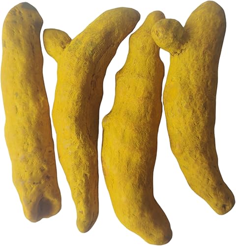 Miniatura 3 de BHAVICREATION Cúrcuma entera Haldi Ki Ganth para Puja Cúrcuma entera para Pooja 10 piezas Saubt Haldi Tumeric Dedos Tuméricos Enteros Haldi Gatiya