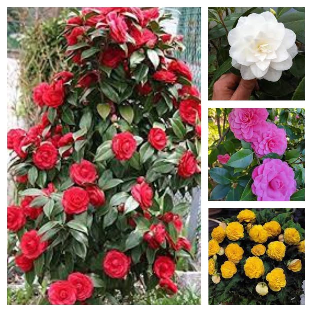 Pink Camellia/White Camellia/Yellow Camellia/Red Camellia Live Plant Combo Pack Of - 4, AS-3-image-34