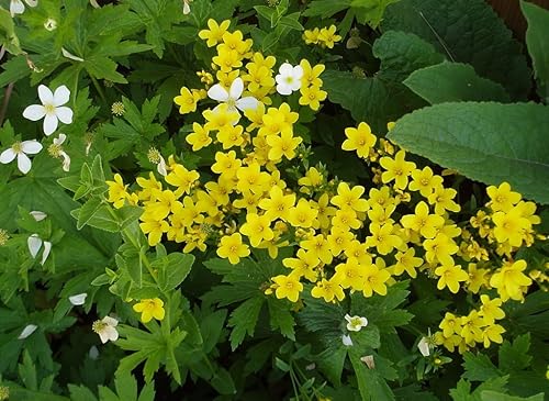 500 semillas de linum flavum linum amarillo amarillo linum flavum semillas de flor Peine S/H
