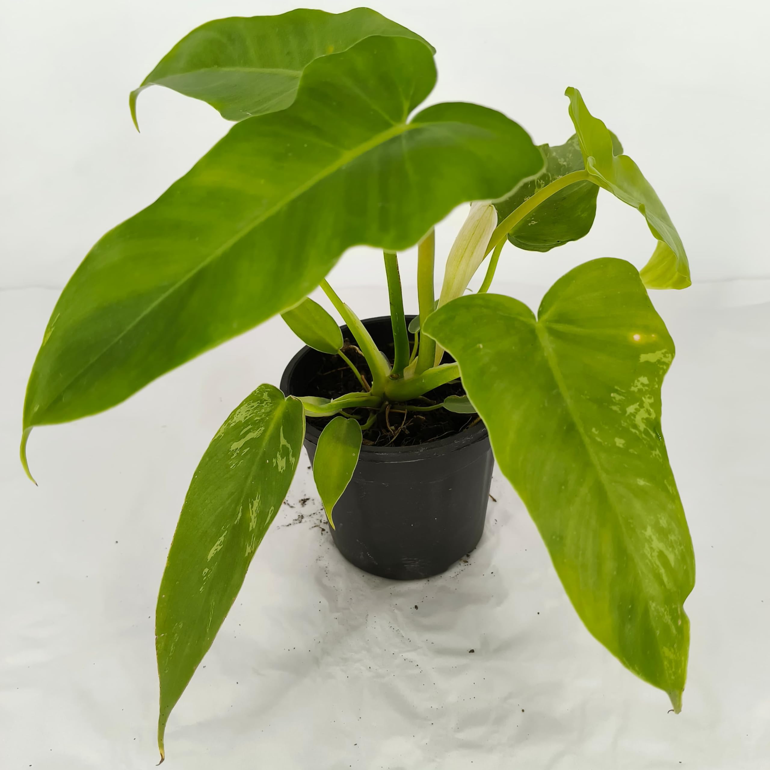 Greenshade Philodendron Minarum Rare Plant | Live Indoor Plant | 4''  Plastic Pot : Amazon.in: Garden & Outdoors