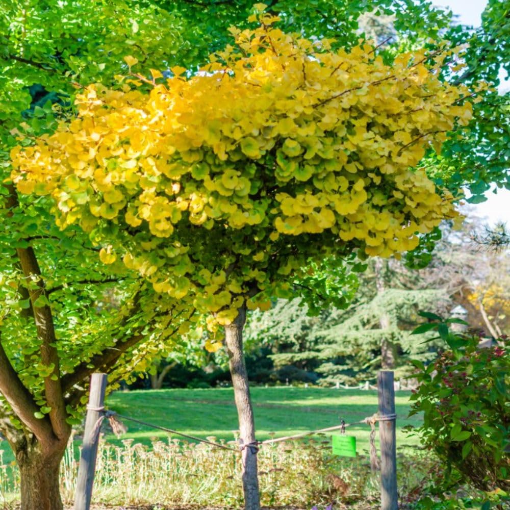 Ginkgo Biloba Mariken - Hardy Deciduous Shrub for Gardens and Containers - Stunning Foliage - Ideal for Sunny Locations - Resilient & Low-Maintenance - 2X 3.6 Litre Potted Plants by Thompson & Morgan