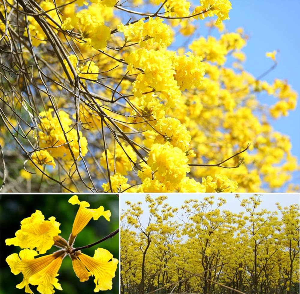 20+ Handroanthus Chrysanthus Araguaney Tree Seeds Yellow Flowers Ornamental Plant Golden Trumpet Beautiful Fragrant