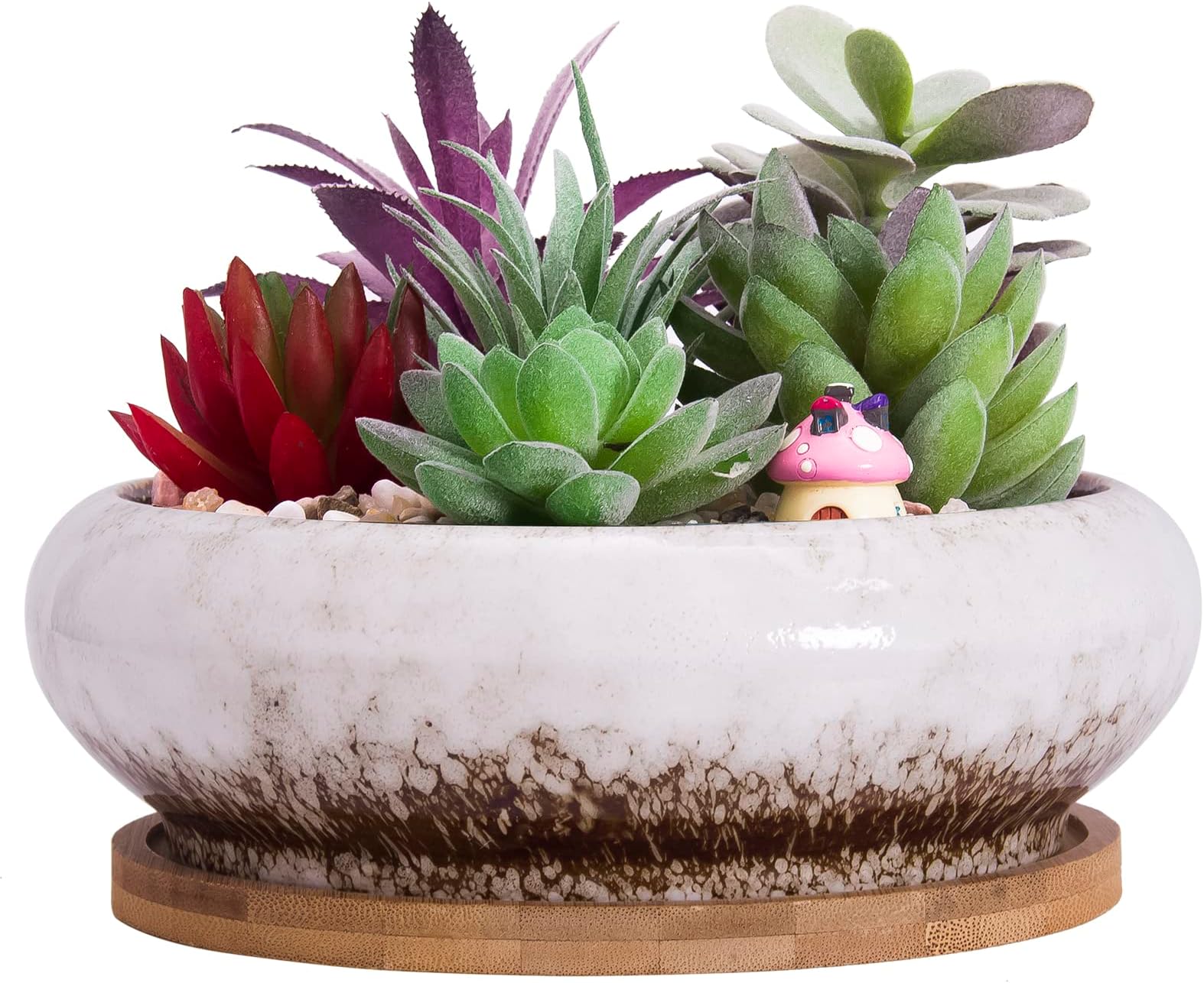 13 Piante Succulente In Fiore. Oltre Che Belle Anche Molto Resistenti. - Pianta Succulenta - Foto 6