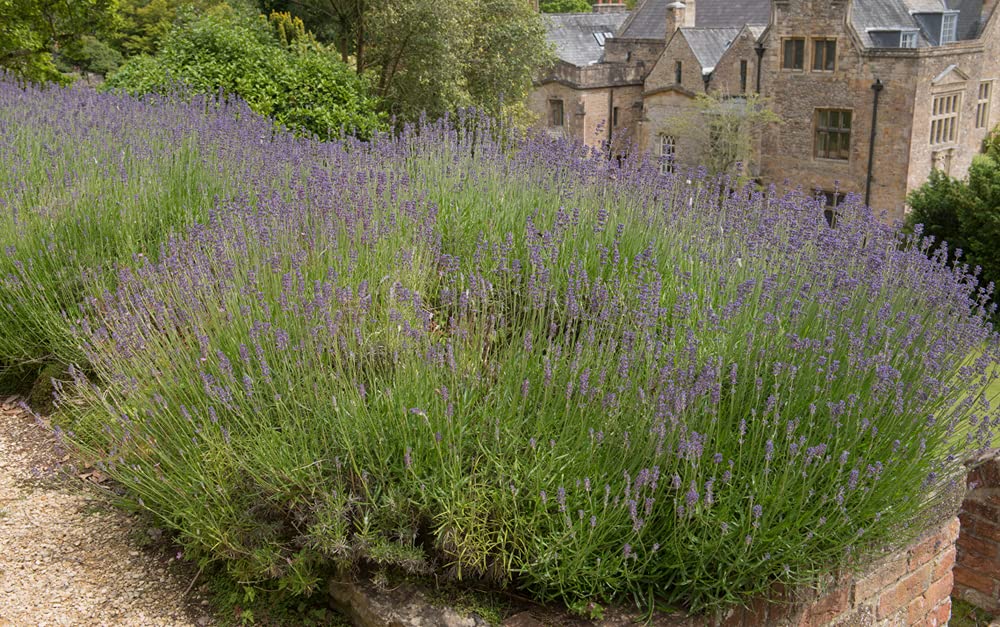 Bloomique - Set de 18 - Lavandula angustifolia - Planta de lavanda - Plantas de jardín - Resistente al frío - Altura 15-20 cm - Cepellón 7 cm