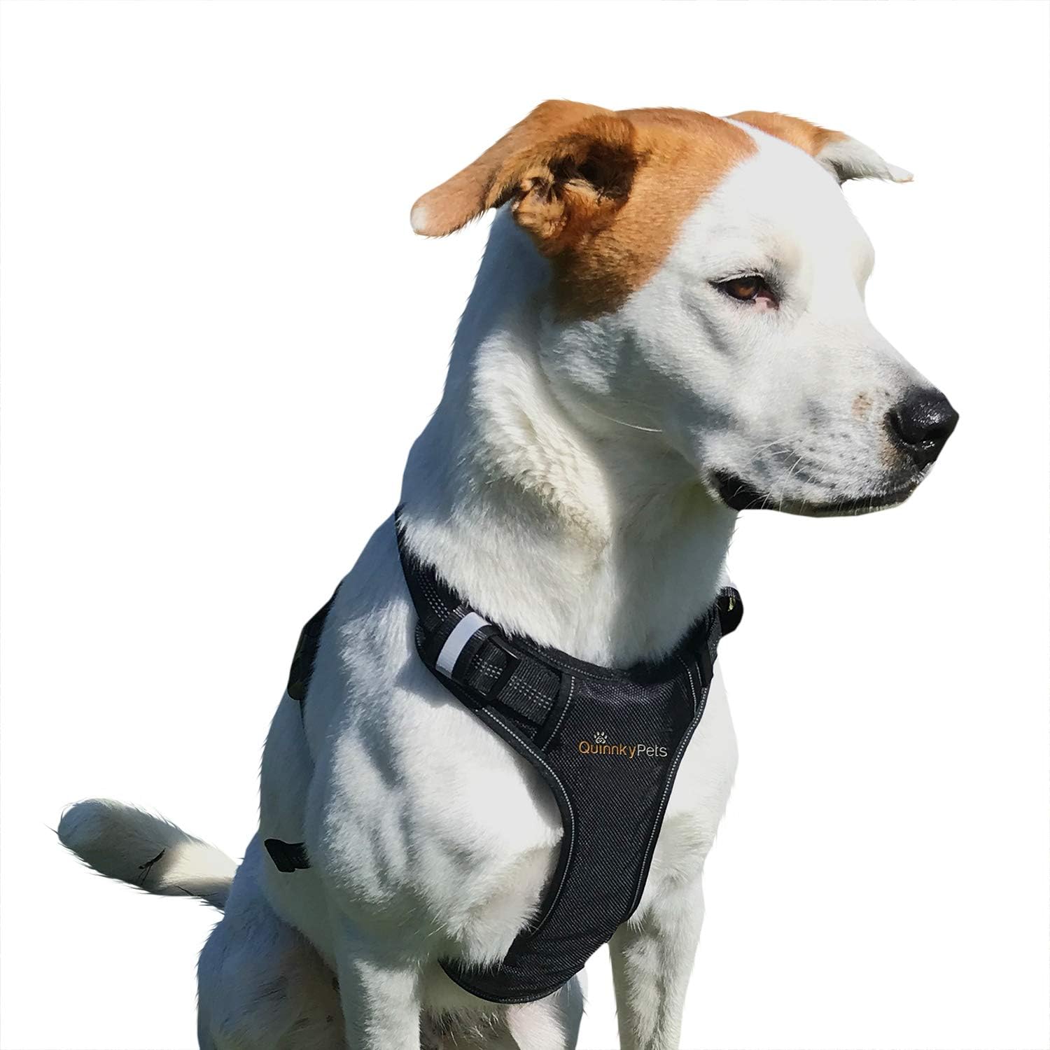 Buy Quinnky Pets Adjustable Dog Harness Dog Body Harness 2 Leash Clips Black Dog Harness