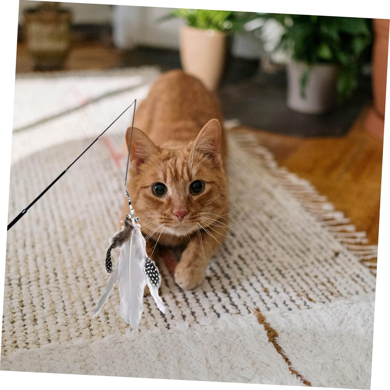 Kisangel 4stücke Interaktive Katzenspielzeuge Mit Teleskopstangen Lange Katzenangel Mit Weißem Federanhänger Für Indoor-Spiel Fördert Die Jagdinstinkte Und Bewegungsfreude Ihrer Katze