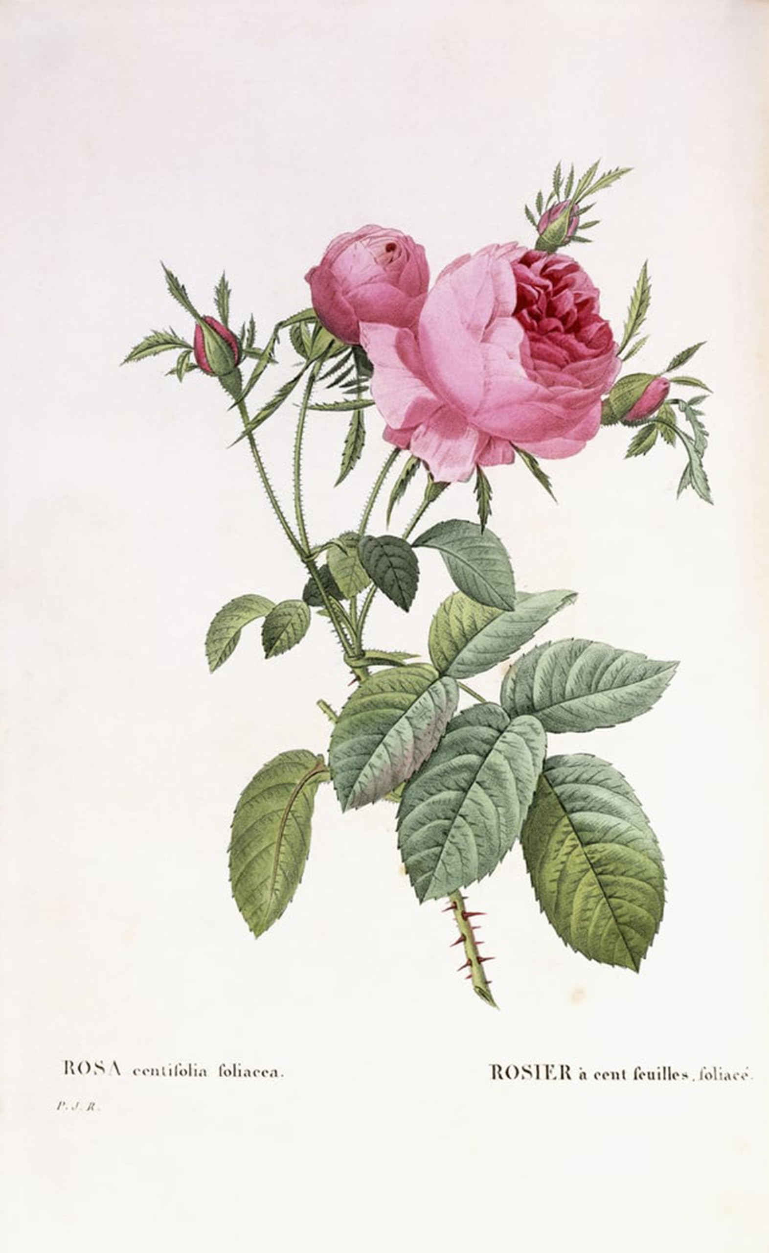 POSTERIIk Vintage Print Pop Art Landscape Artwork Rosa centifolia foliacea by Pierre Redouté Art Prints for Office Home Decor 60x90cm
