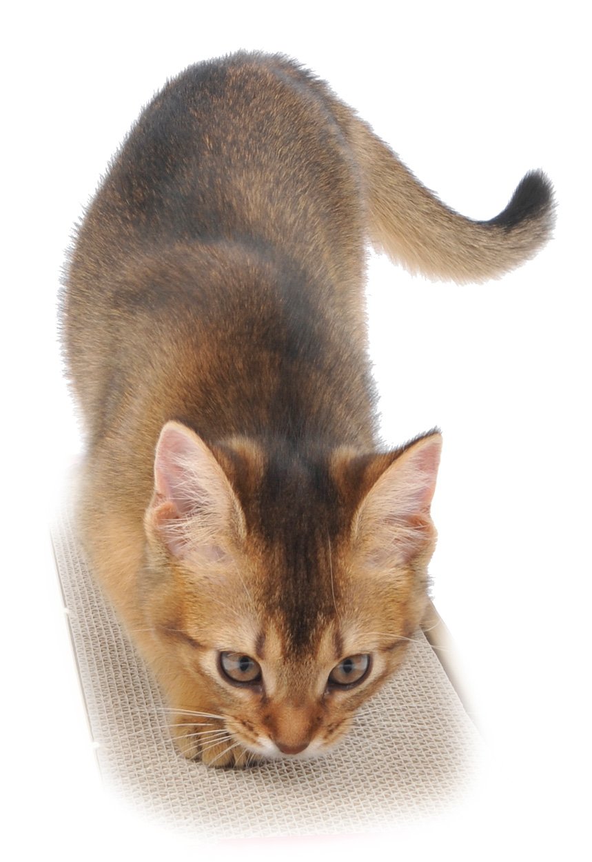 Petio Two-Sided Claw Sharpener for Cats, Pack of 3