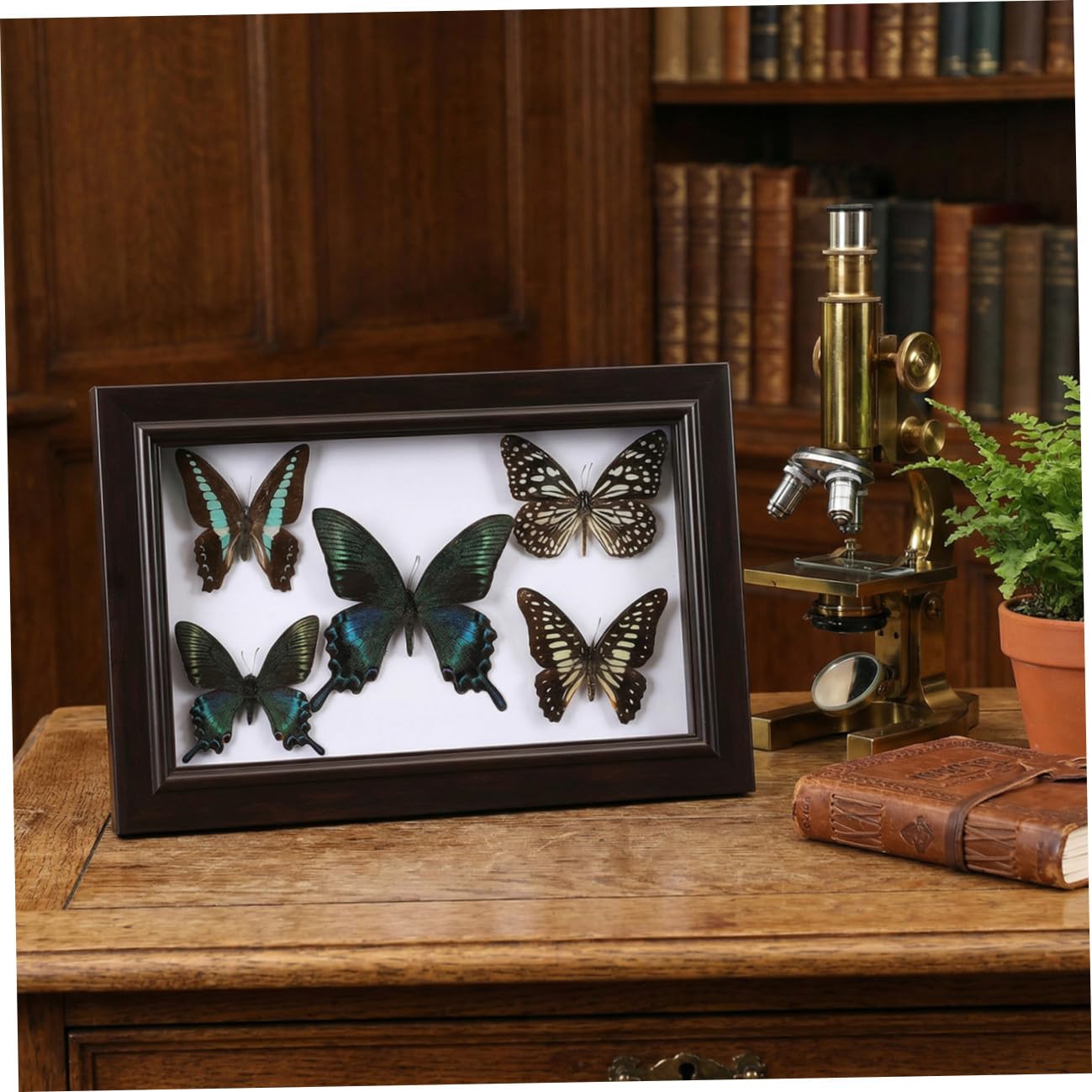 Marco de Exhibición de Mariposas Tapa Transparente y Madera Resistente, Decoración de Pared Hogar y Obsequio para Coleccionistas