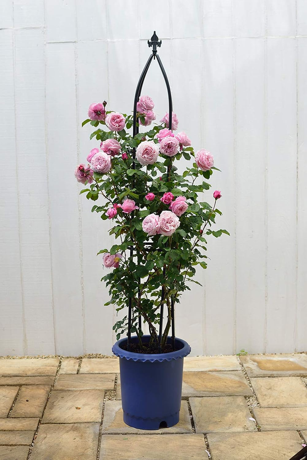 リッチェル Richell Rose Pot, No. 12, Blue, Set of 5