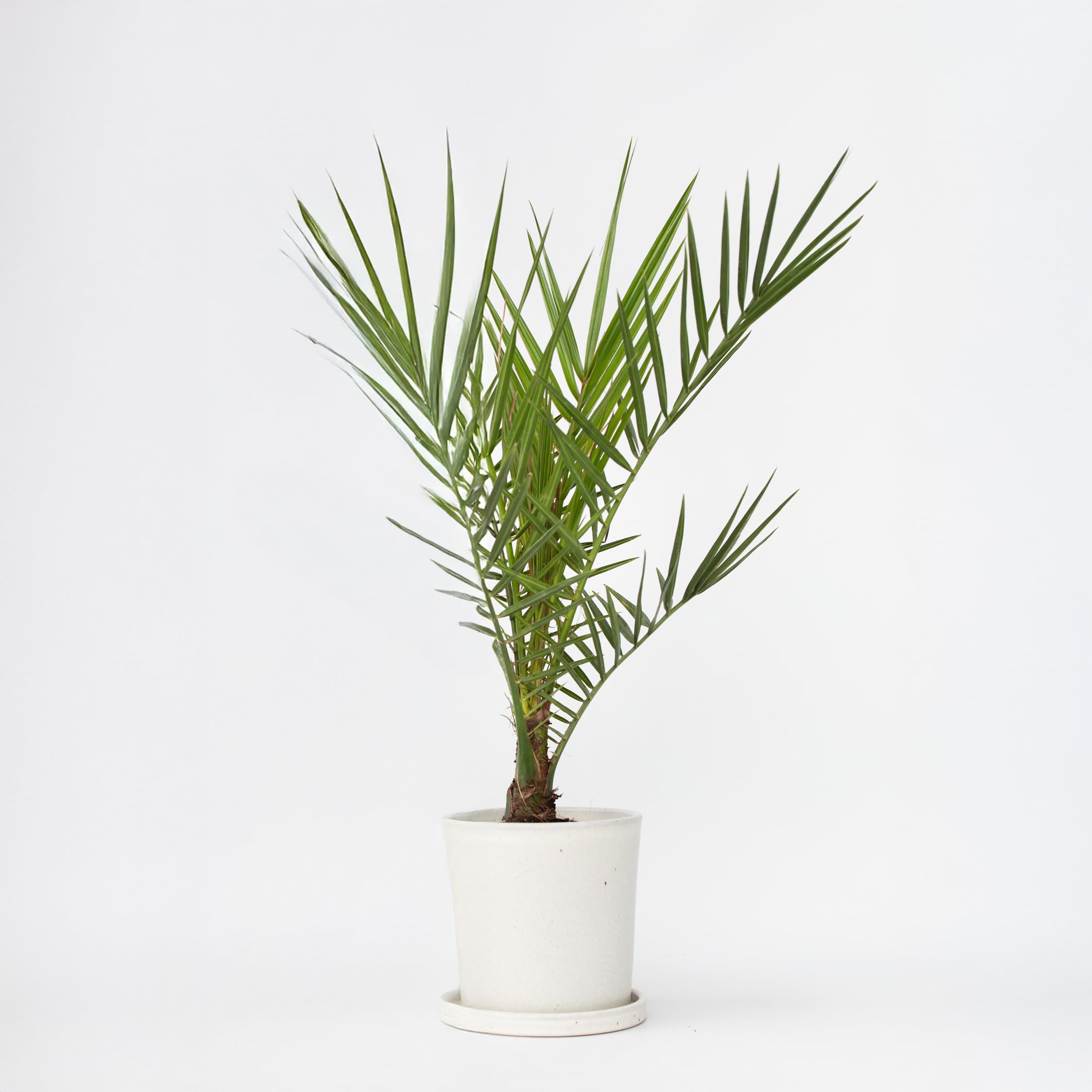 Phoenix Canariensis - Palmier dattier des Canaries - Pot 15cm - Hauteur 50-60cm - Résistant au froid - Palmier d'extérieur