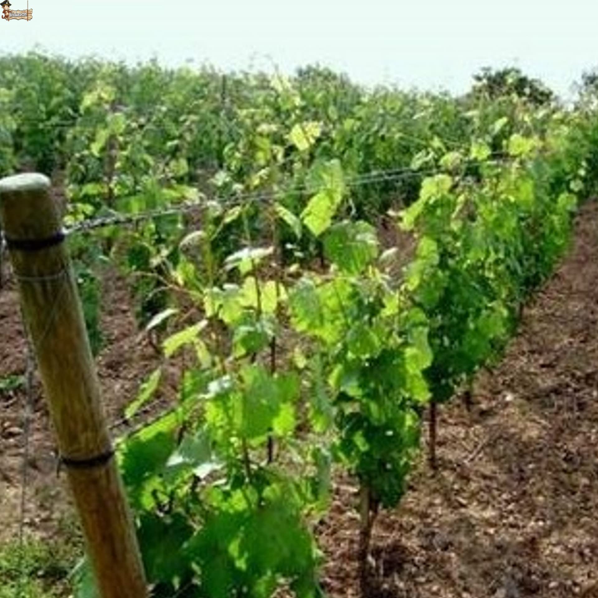 BricoLoco.com Hilo poliéster Invernadero, Atar Tutor Plantas, viña, entutorar. Bobina Carrete 1.000 MTS.Sustituye a Alambre metálico y a la Malla o Red Soporte en Atado, guiado o entutorado. (1000)