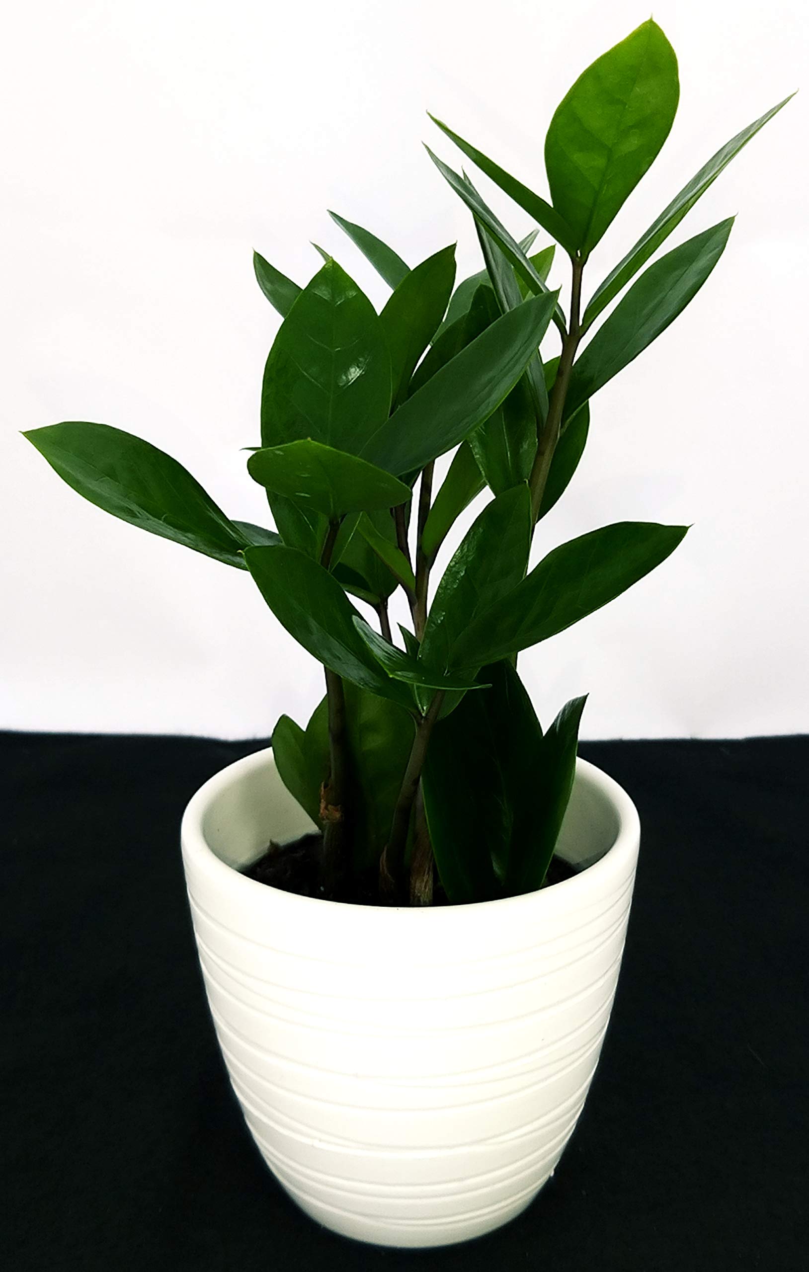 POWERS TO FLOWERS - ZAMIOCULCAS XXL IN CESTO VIMINI, Vaso 22 altezza